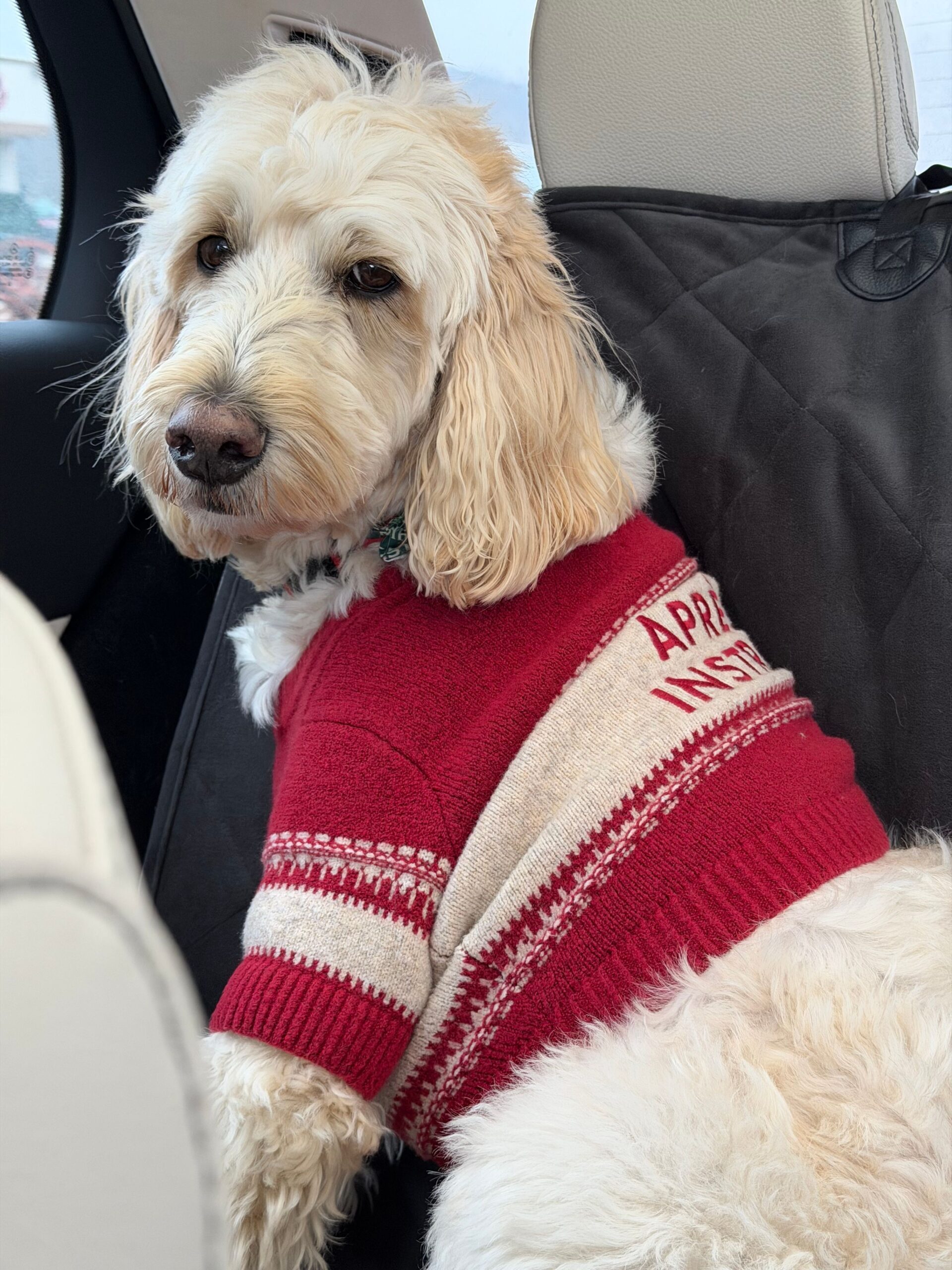 Australian Labradoodle with a cream, non-shedding coat