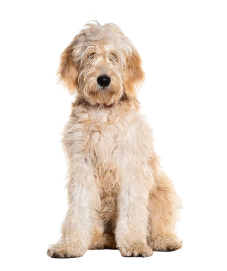 Cream Goldendoodle sitting, representing vet-reviewed Doodle breed guides on Doodle Breed Expert
