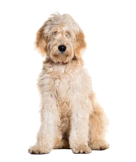 Cream Goldendoodle sitting, representing vet-reviewed Doodle breed guides on Doodle Breed Expert