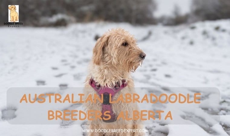 Australian Labradoodle Breeders Alberta