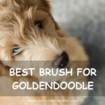Best brush for Goldendoodle - fluffy Goldendoodle looking up