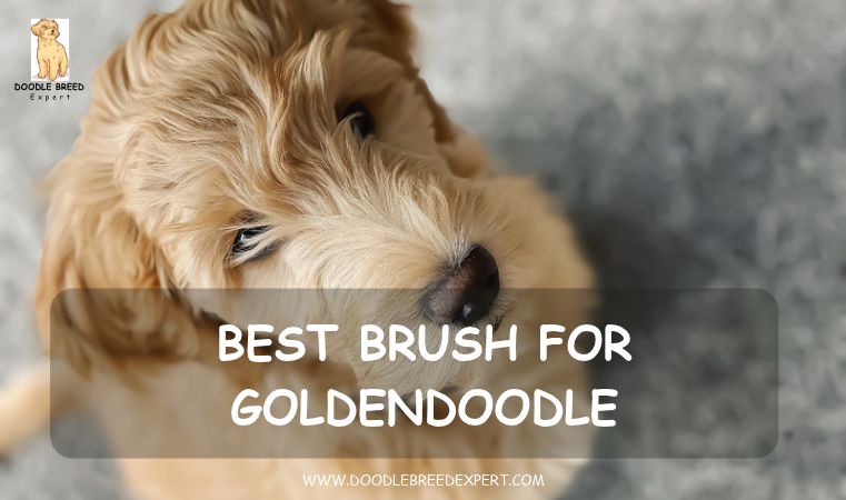 Best brush for Goldendoodle - fluffy Goldendoodle looking up