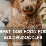Best dog food for Goldendoodles - Goldendoodle sitting on a couch
