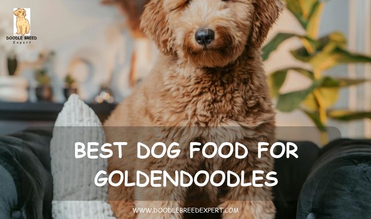 Best dog food for Goldendoodles - Goldendoodle sitting on a couch