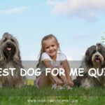 Best dog for me quiz - girl sitting on grass with two shaggy dogs