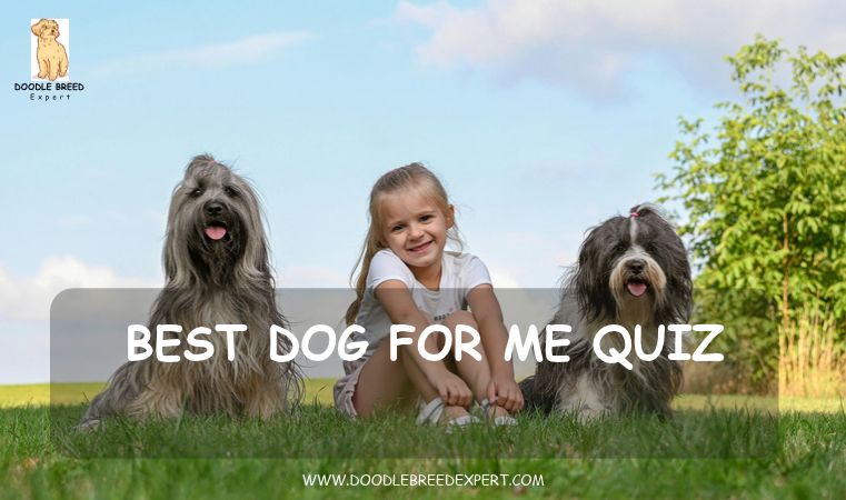 Best dog for me quiz - girl sitting on grass with two shaggy dogs