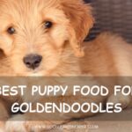 Best puppy food for Goldendoodles - Goldendoodle puppy lying in a basket