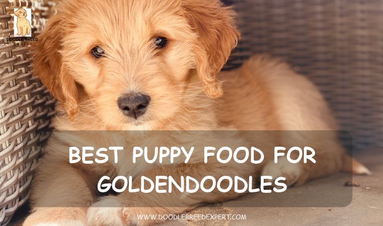 Best puppy food for Goldendoodles - Goldendoodle puppy lying in a basket