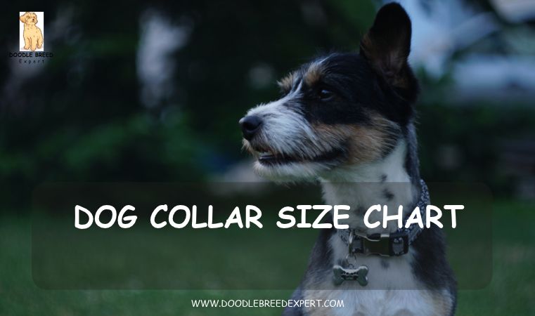 Dog collar size chart - dog wearing a collar outdoors