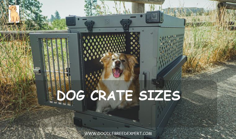 Dog crate sizes - dog sitting in a crate