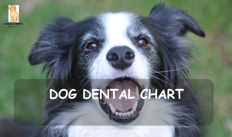 Dog dental chart - Border Collie showing its teeth