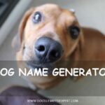Dog name generator - curious puppy looking up at the camera