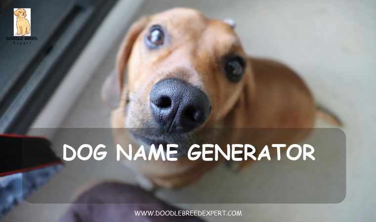 Dog name generator - curious puppy looking up at the camera
