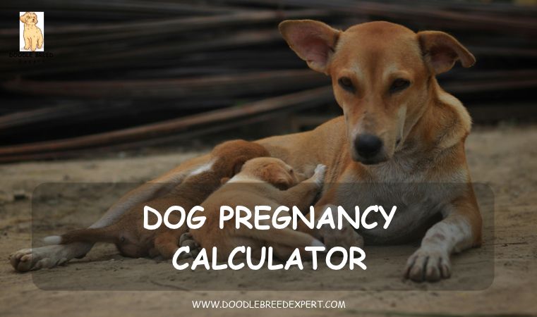 Dog pregnancy calculator - mother dog nursing her puppies