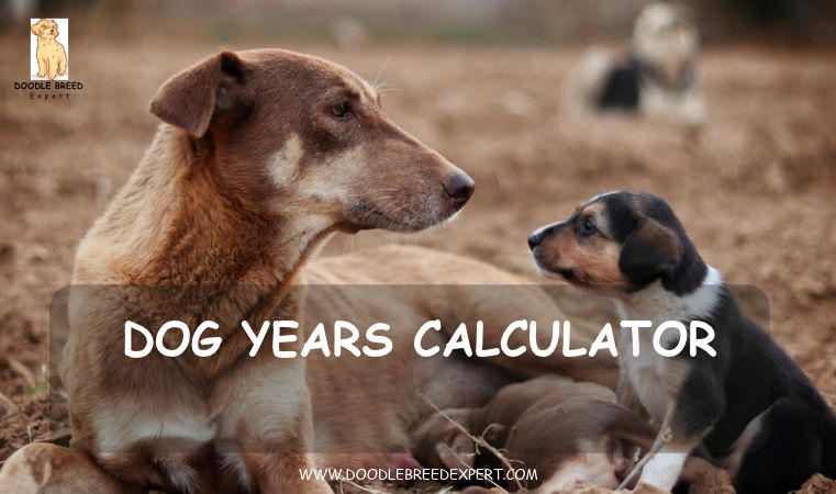 Dog years calculator - senior dog lying next to a puppy