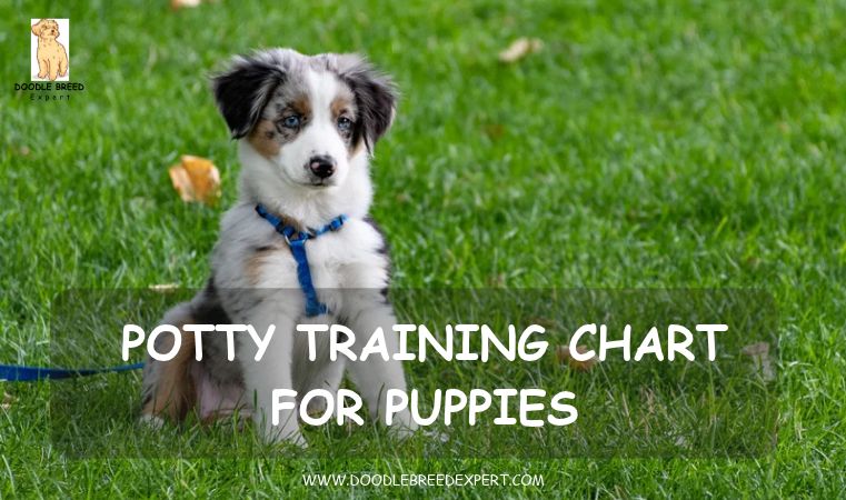 Potty training chart for puppies - puppy sitting on the grass