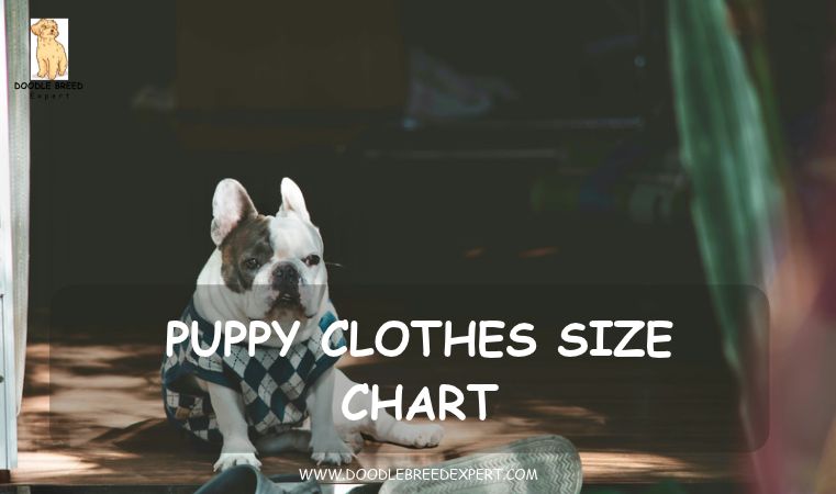 Puppy clothes size chart - French Bulldog wearing a sweater