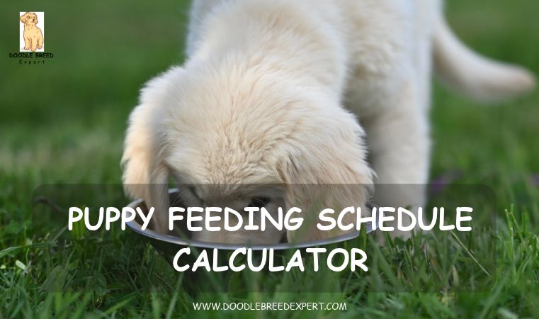 Puppy feeding schedule calculator - puppy eating from a bowl