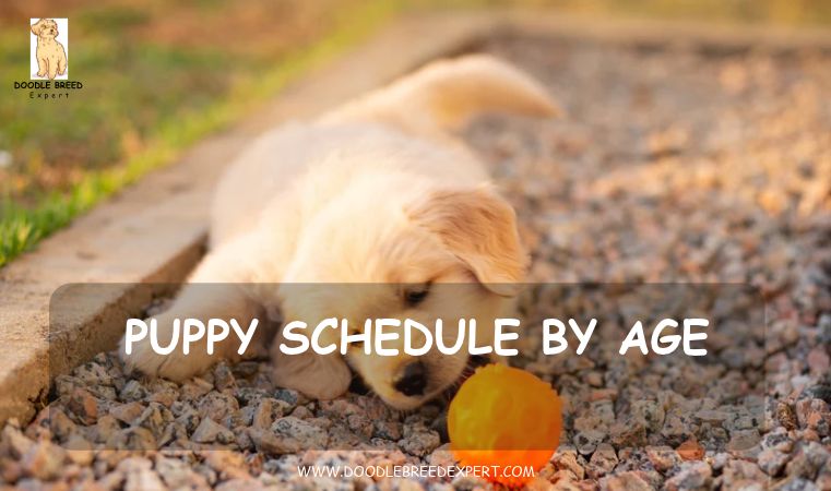 Puppy schedule by age - puppy playing with a ball