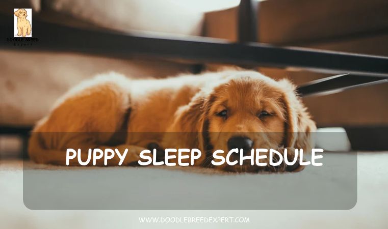 Puppy sleep schedule - golden puppy sleeping on the floor