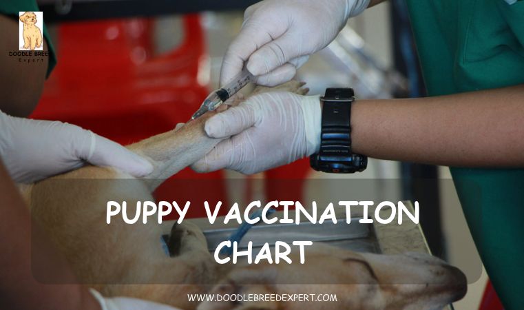 Puppy vaccination chart - vet giving a dog an injection