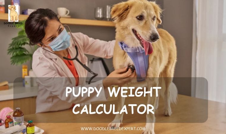 Puppy weight calculator - vet checking a puppy