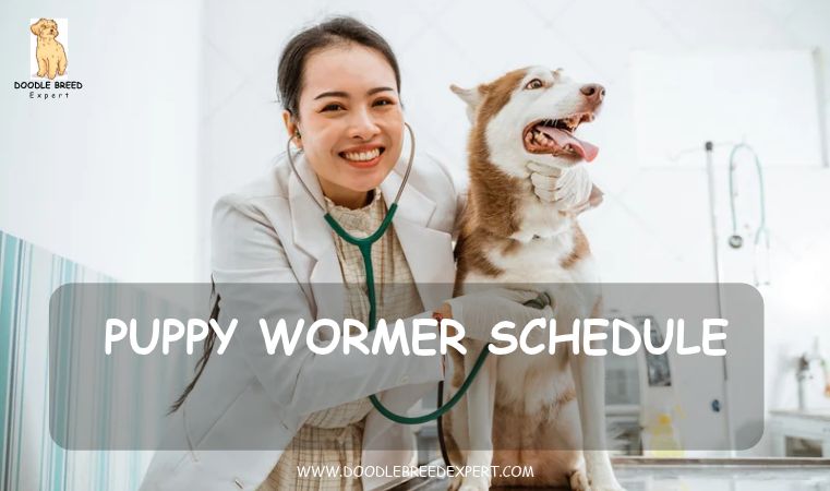 Puppy wormer schedule - vet with a dog at a check-up